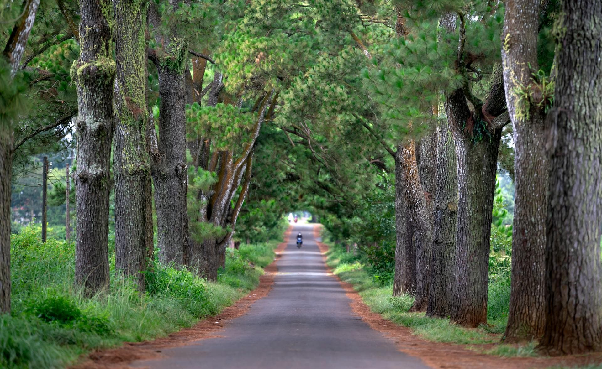 Avenue of the Baobabs at sunset near Morondava with silhouetted Grandidier baobabs lining the red dirt road, and a separate inset of an Indri lemur perched in the misty Andasibe rainforest canopy